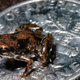 Illustration for article titled Say Hello to My Little Friend—the World's Smallest Vertebrate